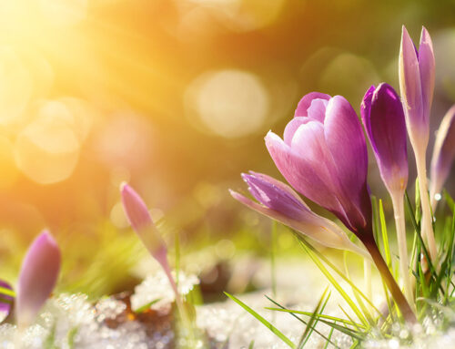 In einigen Wochen ist Frühlingsanfang!